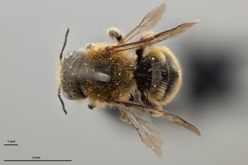 Media type: image;   Entomology 792447 Aspect: habitus dorsal view